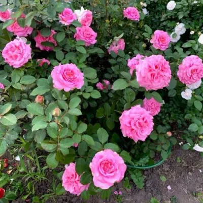 Саженцы роз ЭШЛИ чайно-гибридная — описание сорта Саженцы роз ЭШЛИ чайно-гибридная в Россоши