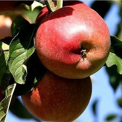 Яблоня АНТЕЙ КИЕВСКИЙ колонновидная  Яблоня АНТЕЙ КИЕВСКИЙ колонновидная в Россоши