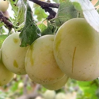 Слива УТРО  Слива УТРО в Россоши