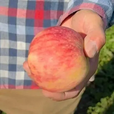 Яблоня ВАСЮГАН колонновидная  Яблоня ВАСЮГАН колонновидная в Россоши