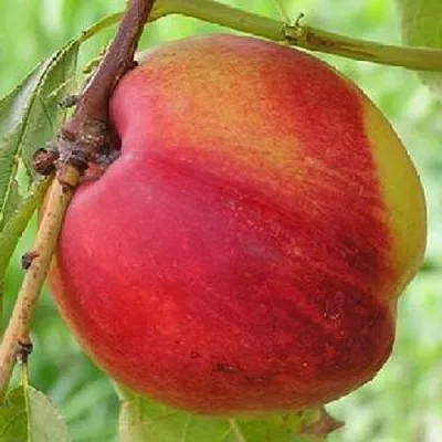 Нектарин СТАРК РЕД ГОЛД  Нектарин СТАРК РЕД ГОЛД в Россоши