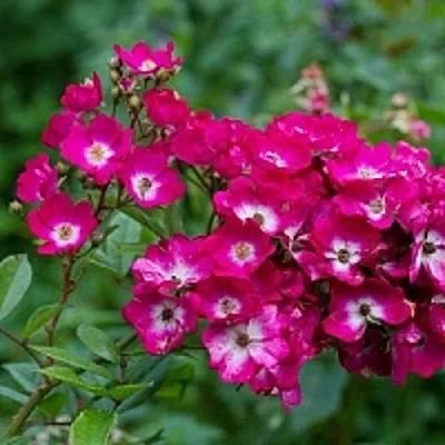 Саженцы роз МАРДЖОРИ ФЕЙР полиантовая  Саженцы роз МАРДЖОРИ ФЕЙР полиантовая в Россоши