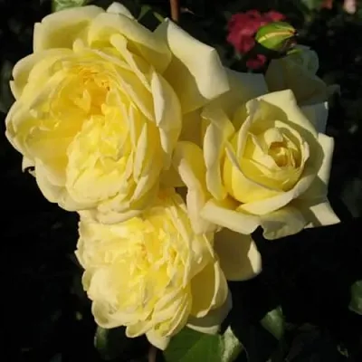 Саженцы роз КАЗИНО плетистая  Саженцы роз КАЗИНО плетистая в Россоши