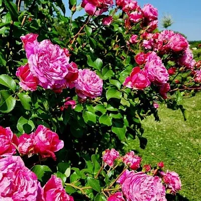 Саженцы роз ИНЕС САСТР плетистая  Саженцы роз ИНЕС САСТР плетистая в Россоши