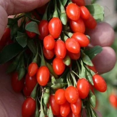 Годжи КОРЕАН БИГ — описание сорта Годжи КОРЕАН БИГ в Россоши