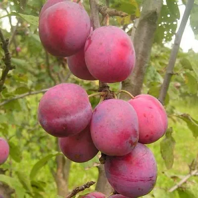 Слива ЭДИНБУРГСКАЯ  Слива ЭДИНБУРГСКАЯ в Россоши