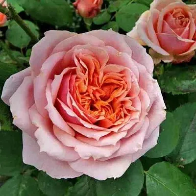 Саженцы роз ПОЛЬ БОКЮЗ шраб  Саженцы роз ПОЛЬ БОКЮЗ шраб в Россоши