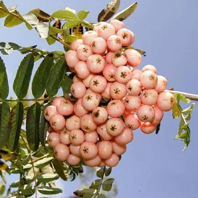 Рябина ПИНК ВЕЙЛ  Рябина ПИНК ВЕЙЛ в Россоши