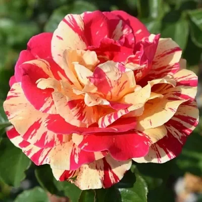 Саженцы роз ВАНИЛЛА ФРАЙЗ плетистая  Саженцы роз ВАНИЛЛА ФРАЙЗ плетистая в Россоши