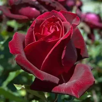 Саженцы роз ПАПА МЕЙЯН чайно-гибридная в Россоши