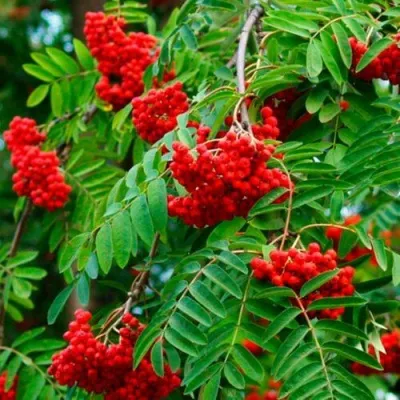 Рябина ПЛАКУЧАЯ сладкоплодная — описание сорта Рябина ПЛАКУЧАЯ сладкоплодная в Россоши