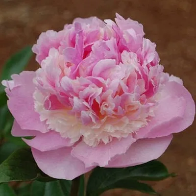 Пион ЭНДЖЕЛ ЧИКС травянистый  Пион ЭНДЖЕЛ ЧИКС травянистый в Россоши