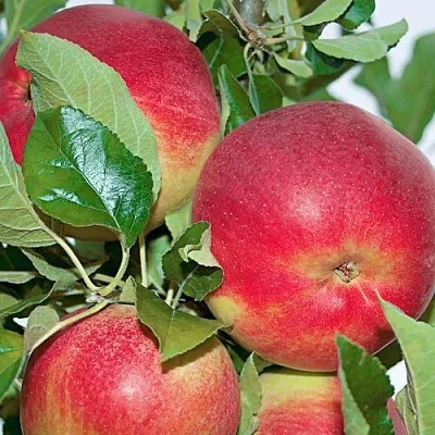 Яблоня СЕНАТОР колонновидная  Яблоня СЕНАТОР колонновидная в Россоши