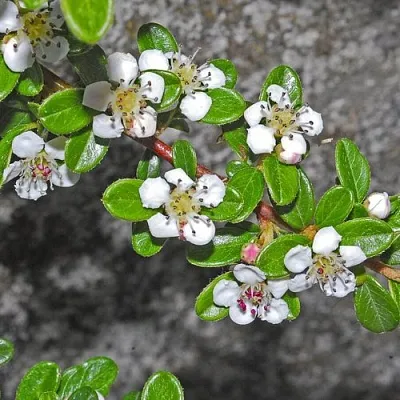 Кизильник ТАНГСТЕДТ горизонтальный  в Россоши