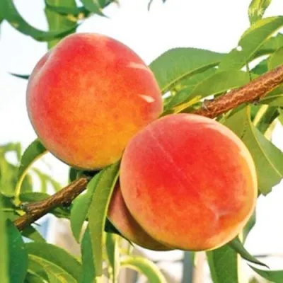 Персик ОНТАРИО — описание сорта Персик ОНТАРИО в Россоши
