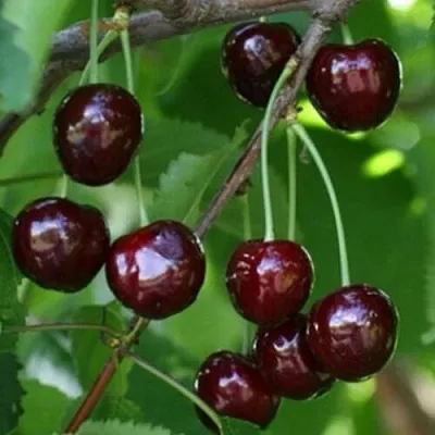 Черешня НАРОДНАЯ  Черешня НАРОДНАЯ в Россоши