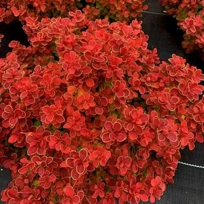 Барбарис РЕД ХОТ ЧИЛИ тунберга в Россоши