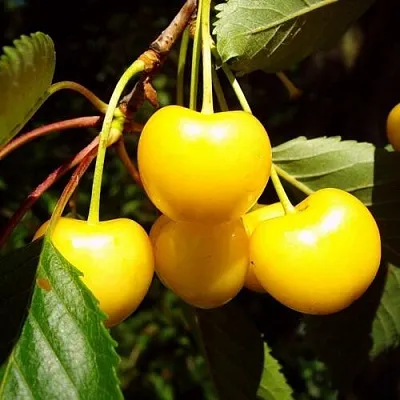 Черешня ЖУРБА в Россоши