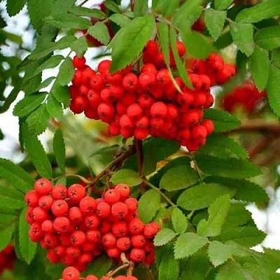 Рябина ОБЫКНОВЕННАЯ  Рябина ОБЫКНОВЕННАЯ в Россоши