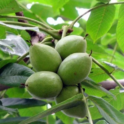 Орех маньчжурский МИЧУРИНЕЦ в Россоши