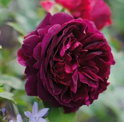 Саженцы роз МАНСТЕД ВУД английская  Саженцы роз МАНСТЕД ВУД английская в Россоши