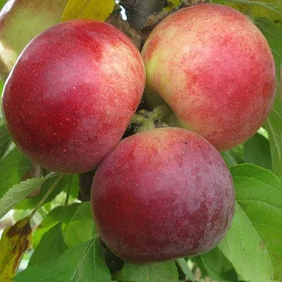 Яблоня БАЛЕРИНА ФЛАМЕНКО колонновидная  Яблоня БАЛЕРИНА ФЛАМЕНКО колонновидная в Россоши