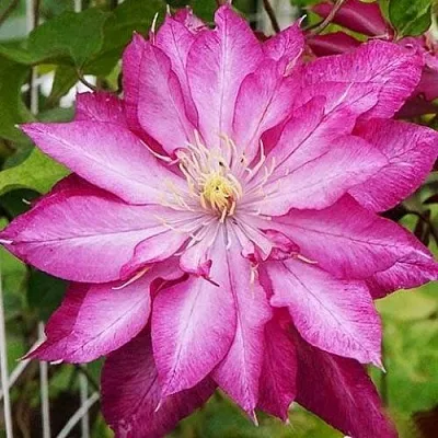 Клематис КАЕН в Россоши