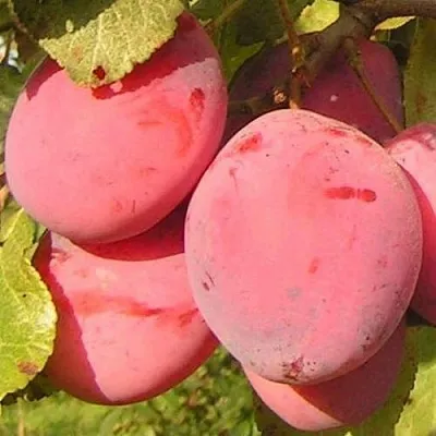 Слива ФАВОРИТЕ ДЕ СУЛТАНО  Слива ФАВОРИТЕ ДЕ СУЛТАНО в Россоши