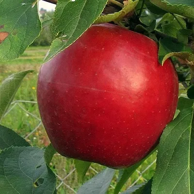 Яблоня РЕДФРИ  Яблоня РЕДФРИ в Россоши