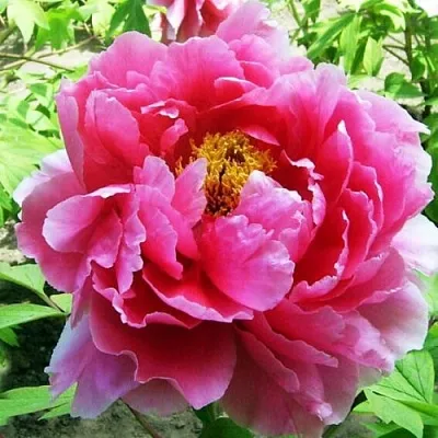 Пион ВОСХОД СОЛНЦА древовидный  Пион ВОСХОД СОЛНЦА древовидный в Россоши