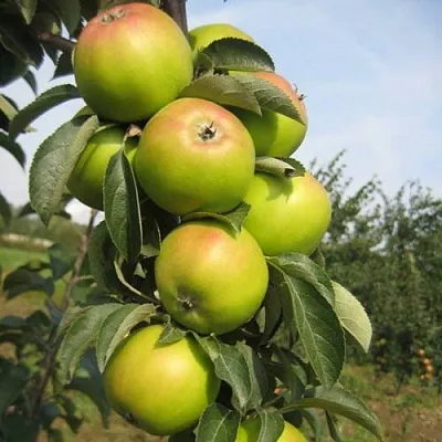 Яблоня ЛУКОМОР колонновидная  Яблоня ЛУКОМОР колонновидная в Россоши