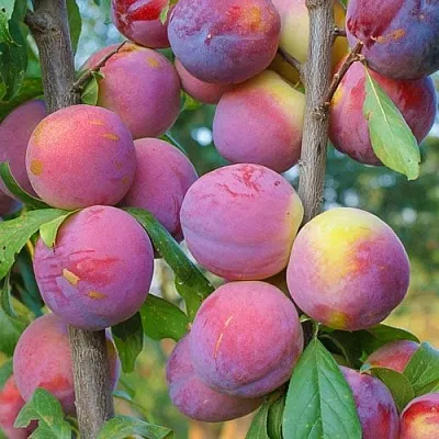 Слива КОЛОННОВИДНАЯ  Слива КОЛОННОВИДНАЯ в Россоши