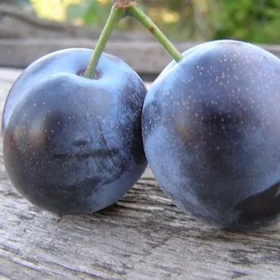 Слива БЛЮФРИ  Слива БЛЮФРИ в Россоши