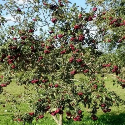 Рябина БУРКА сладкоплодная — описание сорта Рябина БУРКА сладкоплодная в Россоши