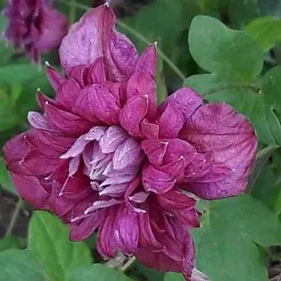 Клематис ПУРПУРЕА ПЛЕНА ЭЛЕГАНС в Россоши