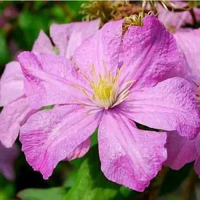 Клематис КОМТЕСС ДЕ БУШО в Россоши