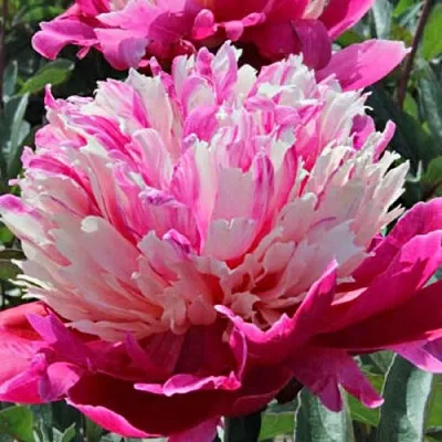 Пион ДЕЙДРИМ травянистый  Пион ДЕЙДРИМ травянистый в Россоши