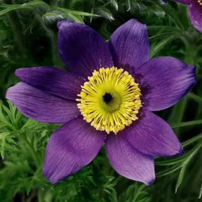 Прострел ПИНВИЛ БЛЮ ШЕЙДЕС в Россоши