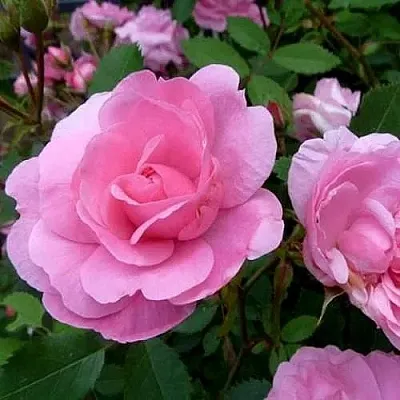 Саженцы роз ДЖОН ДЭВИС плетистая  Саженцы роз ДЖОН ДЭВИС плетистая в Россоши