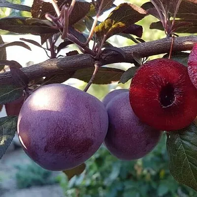 Слива ПАННА   Слива ПАННА  в Россоши