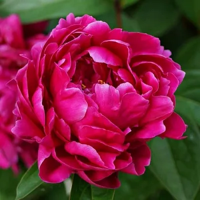 Пион ЛУИ ВАН-ГУТТ травянистый  Пион ЛУИ ВАН-ГУТТ травянистый в Россоши