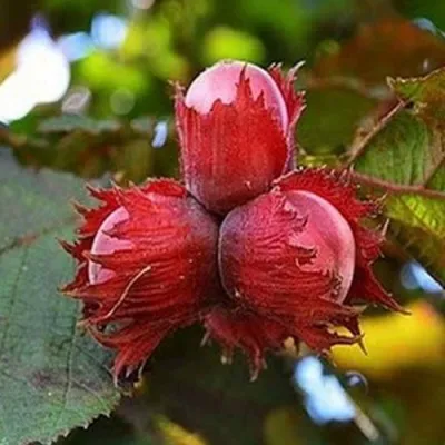 Фундук КРАСНЫЙ ЯНТАРЬ в Россоши