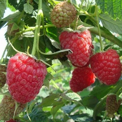 Малина КОЛОКОЛЬЧИК  Малина КОЛОКОЛЬЧИК в Россоши