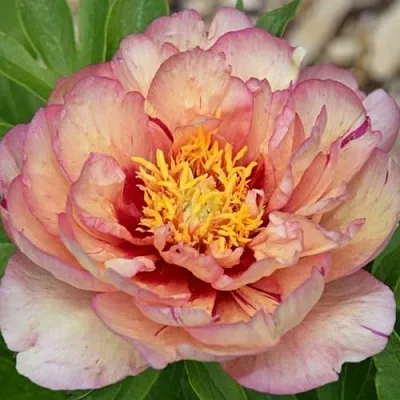 Пион КЭЛЛИС МЕМОРИ ито-гибрид  Пион КЭЛЛИС МЕМОРИ ито-гибрид в Россоши