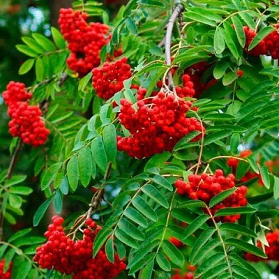 Рябина ПЛАКУЧАЯ сладкоплодная  Рябина ПЛАКУЧАЯ сладкоплодная в Россоши