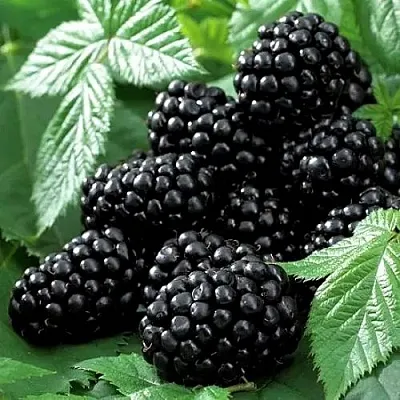 Ежевика БЛЭК БЬЮТИ  Ежевика БЛЭК БЬЮТИ в Россоши