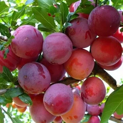 Слива НЕКТАРИННАЯ АРОМАТНАЯ  Слива НЕКТАРИННАЯ АРОМАТНАЯ в Россоши