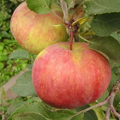 Яблоня ПЕРВОУРАЛЬСКОЕ  Яблоня ПЕРВОУРАЛЬСКОЕ в Россоши