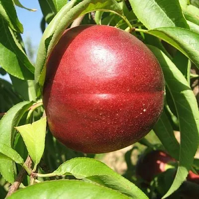 Нектарин ФАНТАЗИЯ  Нектарин ФАНТАЗИЯ в Россоши