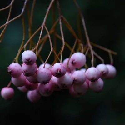 Рябина ПЕКИНСКАЯ сладкоплодная  Рябина ПЕКИНСКАЯ сладкоплодная в Россоши